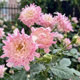Rare Pink Kite Rose Seeds Perennial Compact Pink for Ornamental