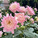 Rare Pink Kite Rose Seeds Perennial Compact Pink for Ornamental