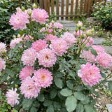 Rare Pink Kite Rose Seeds Perennial Compact Pink for Ornamental