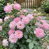 Rare Pink Kite Rose Seeds Perennial Compact Pink for Ornamental