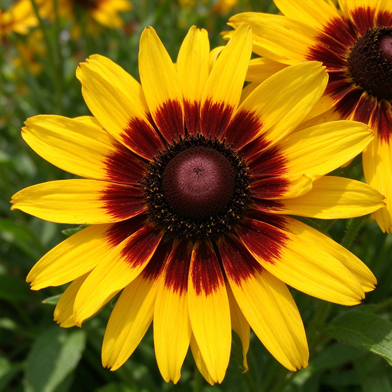 Ringed Gloriosa Black-Eyed Susan Seeds Annual Tall Bicolor for Pollinators