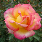 Rose Double Delight Seeds Perennial Tall Bicolor for Cut Flowers