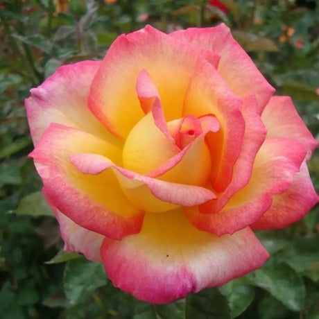 Rose Double Delight Seeds Perennial Tall Bicolor for Cut Flowers