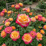 Rose Double Delight Seeds Perennial Tall Bicolor for Cut Flowers