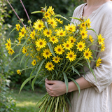 Maximilian Sunflower Seeds Annual Tall Yellow for Pollinators