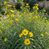 Maximilian Sunflower Seeds Annual Tall Yellow for Pollinators