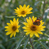 Maximilian Sunflower Seeds Annual Tall Yellow for Pollinators