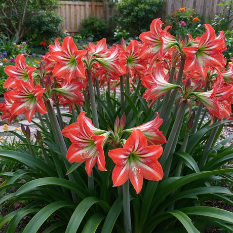 Amarilis de belleza rayada