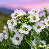 Sweet Alyssum Seeds Annual Compact White for Ornamental