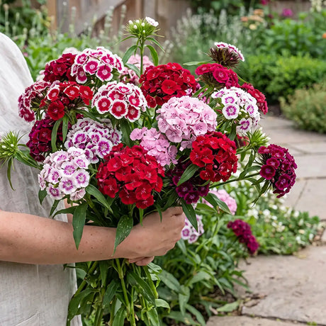 Sweet William Mix Seeds Biennial Compact Mixed Colors for Ornamental