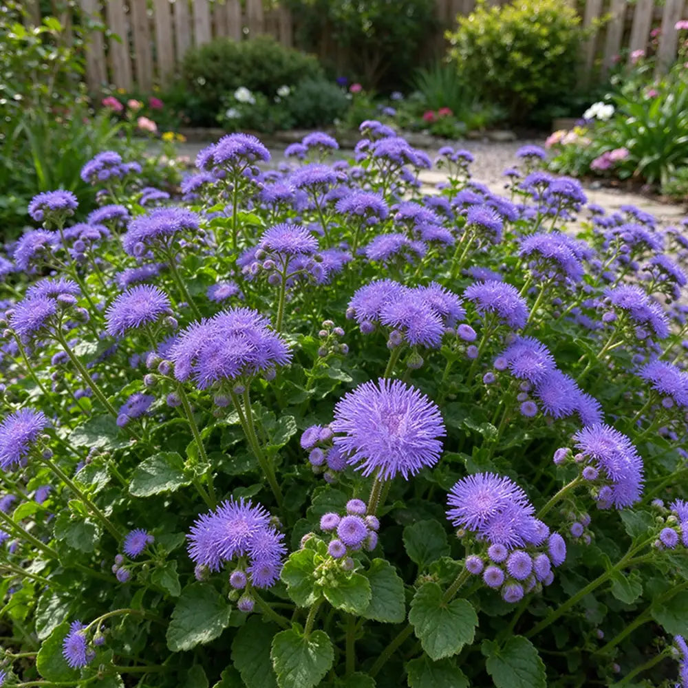 Vibrant Purple Floss Flower Seeds Annual Compact Purple for Ornamental