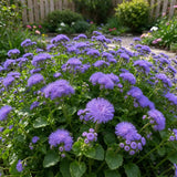 Vibrant Purple Floss Flower Seeds Annual Compact Purple for Ornamental