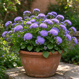 Vibrant Purple Floss Flower Seeds Annual Compact Purple for Ornamental