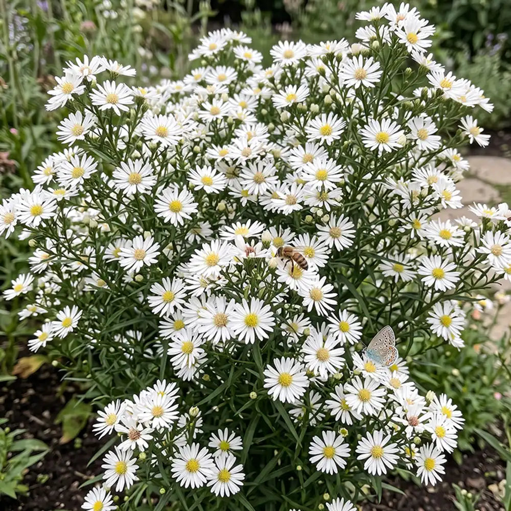 White Aster Seeds Perennial Compact White for Pollinators