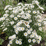 White Aster Seeds Perennial Compact White for Pollinators