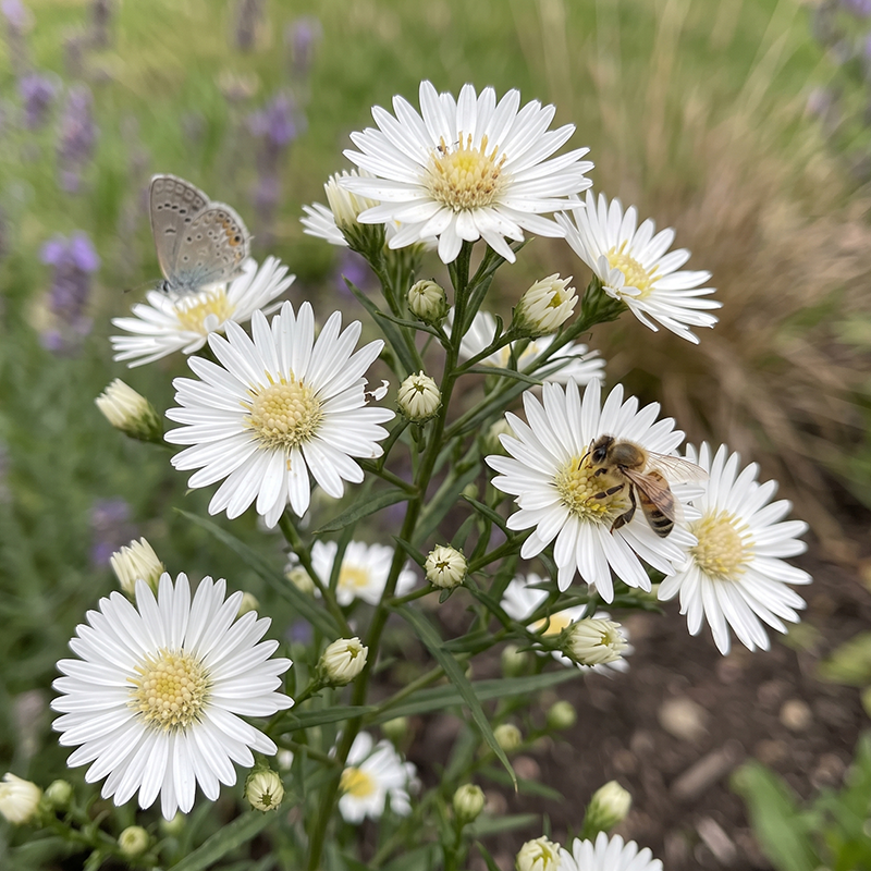 White Aster Seeds Perennial Compact White for Pollinators