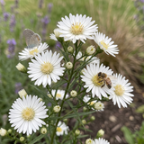 White Aster Seeds Perennial Compact White for Pollinators