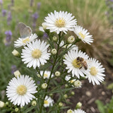 White Aster Seeds Perennial Compact White for Pollinators