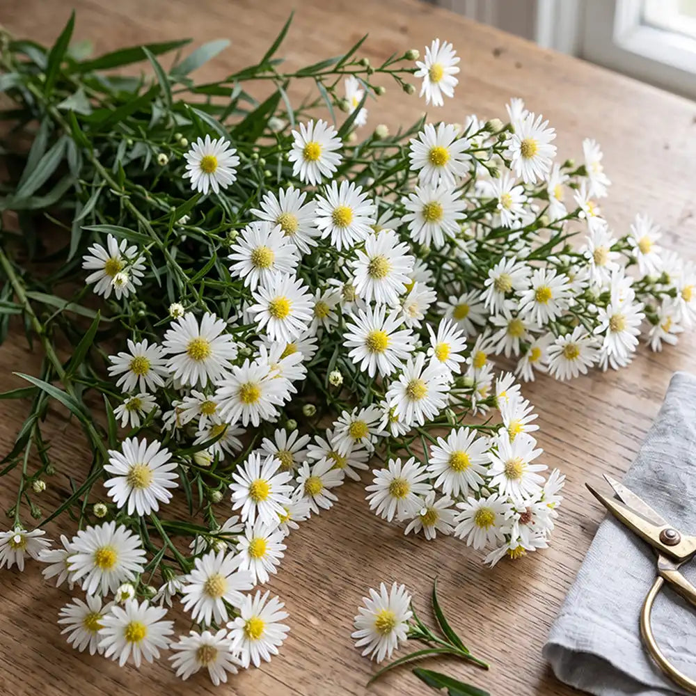 White Aster Seeds Perennial Compact White for Pollinators
