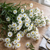 White Aster Seeds Perennial Compact White for Pollinators