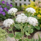 White Floss Flower Seeds Annual Compact White for Ornamental