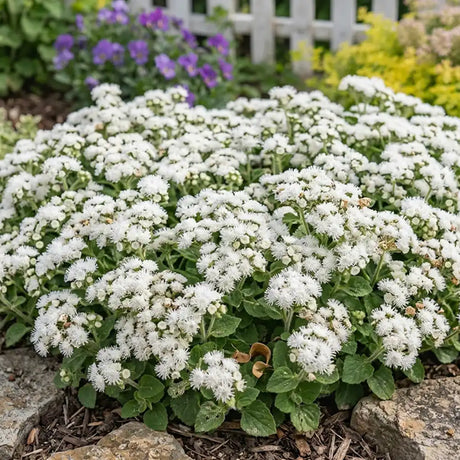 White Floss Flower Seeds Annual Compact White for Ornamental