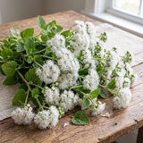 White Floss Flower Seeds Annual Compact White for Ornamental