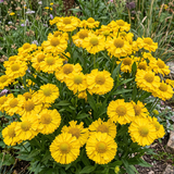 Yellow Helenium Seeds Annual Tall Yellow for Ornamental