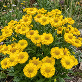 Yellow Helenium Seeds Annual Tall Yellow for Ornamental