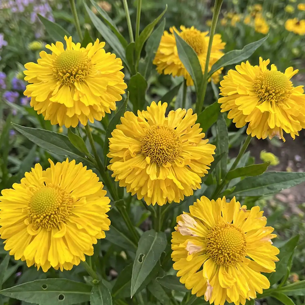Yellow Helenium Seeds Annual Tall Yellow for Ornamental