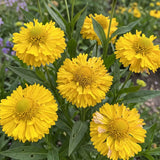Yellow Helenium Seeds Annual Tall Yellow for Ornamental