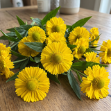 Yellow Helenium Seeds Annual Tall Yellow for Ornamental