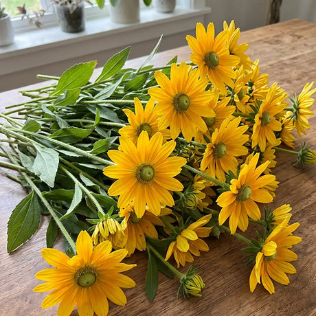 Rudbeckia hirta Seeds Annual Yellow Flowers with Green Centers