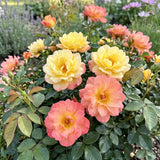 Italian Ice Rose Seeds Perennial Shrub Bicolor Blooms for Cut Flowers