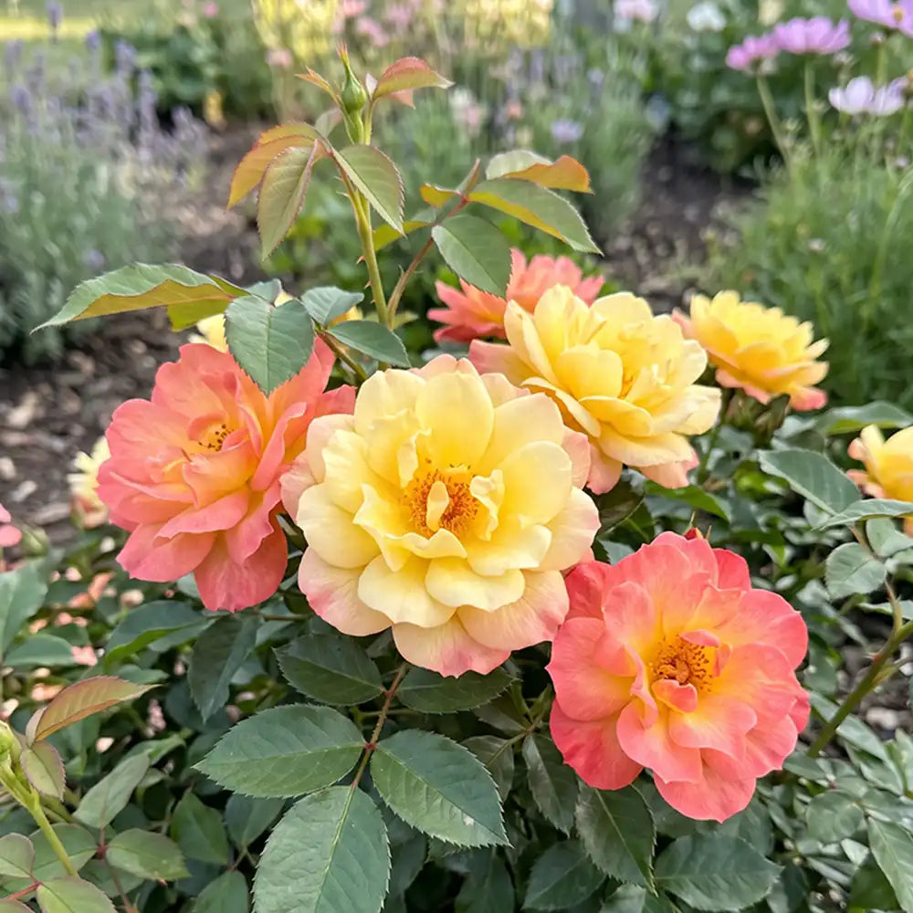 Italian Ice Rose Seeds Perennial Shrub Bicolor Blooms for Cut Flowers ...
