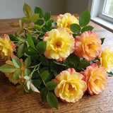 Italian Ice Rose Seeds Perennial Shrub Bicolor Blooms for Cut Flowers ...