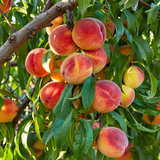 Semillas de árboles frutales de durazno Nemaguard para plantar al aire libre: semillas de frutas perennes, deliciosas y dulces, un excelente regalo para el jardín de su casa