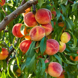 Nemaguard Peach Seeds Perennial Tall Yellow for Fresh Eating
