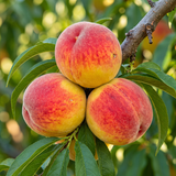 Semillas de árboles frutales de durazno Nemaguard para plantar al aire libre: semillas de frutas perennes, deliciosas y dulces, un excelente regalo para el jardín de su casa