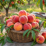 Semillas de árboles frutales de durazno Nemaguard para plantar al aire libre: semillas de frutas perennes, deliciosas y dulces, un excelente regalo para el jardín de su casa