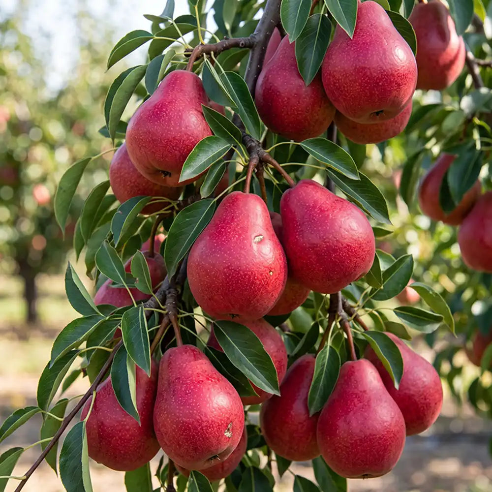 Piqa Boo Pear Seeds Perennial Tall Red for Fresh Eating