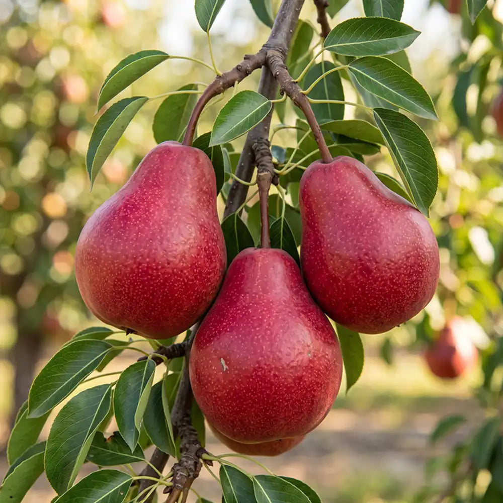 Piqa Boo Pear Seeds Perennial Tall Red for Fresh Eating