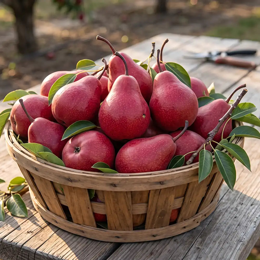 Piqa Boo Pear Seeds Perennial Tall Red for Fresh Eating