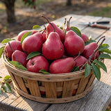 Piqa Boo Pear Seeds Perennial Tall Red for Fresh Eating