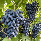 Rare Black Finger Grape Seeds Annual Climbing Purple for Fresh Eating