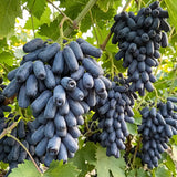Rare Black Finger Grape Seeds Annual Climbing Purple for Fresh Eating