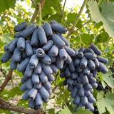 Rare Black Finger Grape Seeds Annual Climbing Purple for Fresh Eating