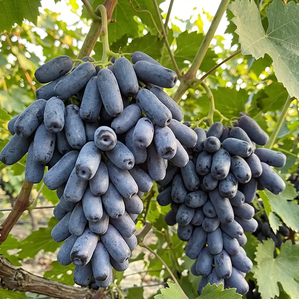Rare Black Finger Grape Seeds Annual Climbing Purple for Fresh Eating