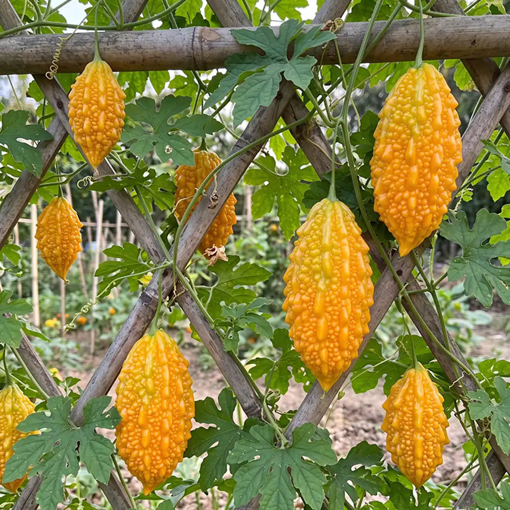 Semillas de uva Lai para el jardín Semillas de calabaza amarga