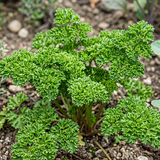 Wega Parsley Seeds Biennial Compact Green for Culinary